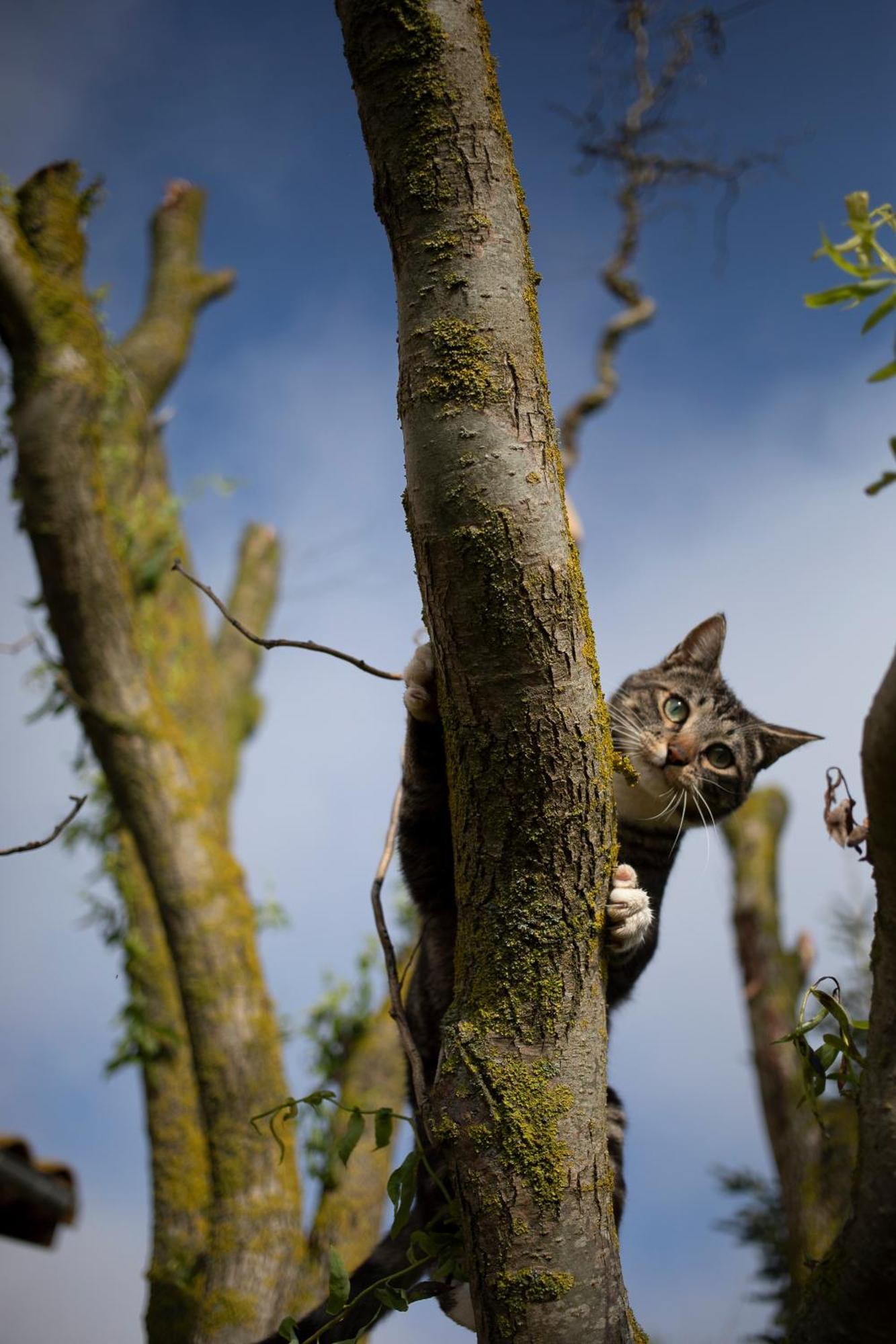 Le Chat Blanc Versols-et-Lapeyre Zewnętrze zdjęcie