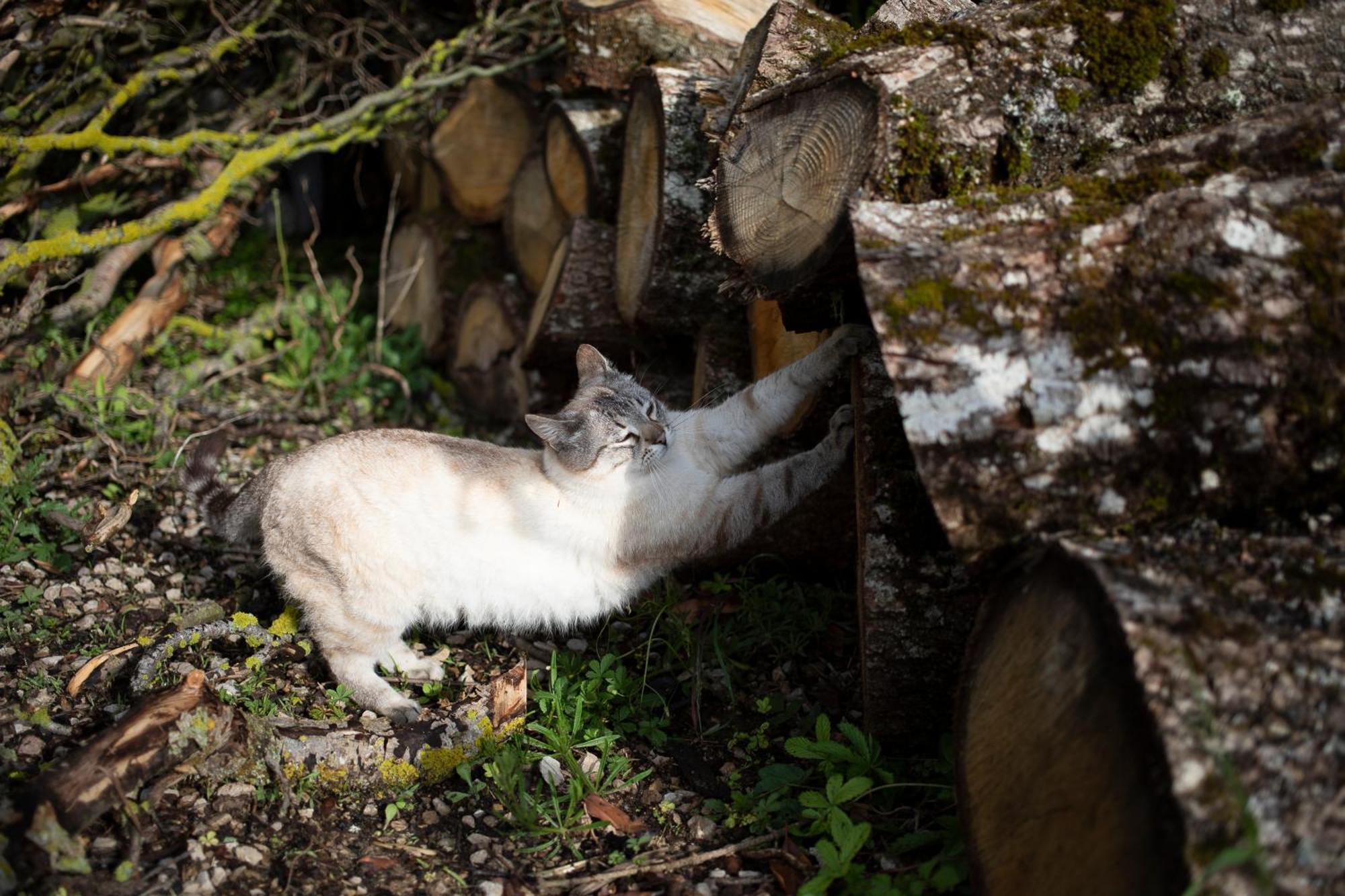Le Chat Blanc Versols-et-Lapeyre Zewnętrze zdjęcie