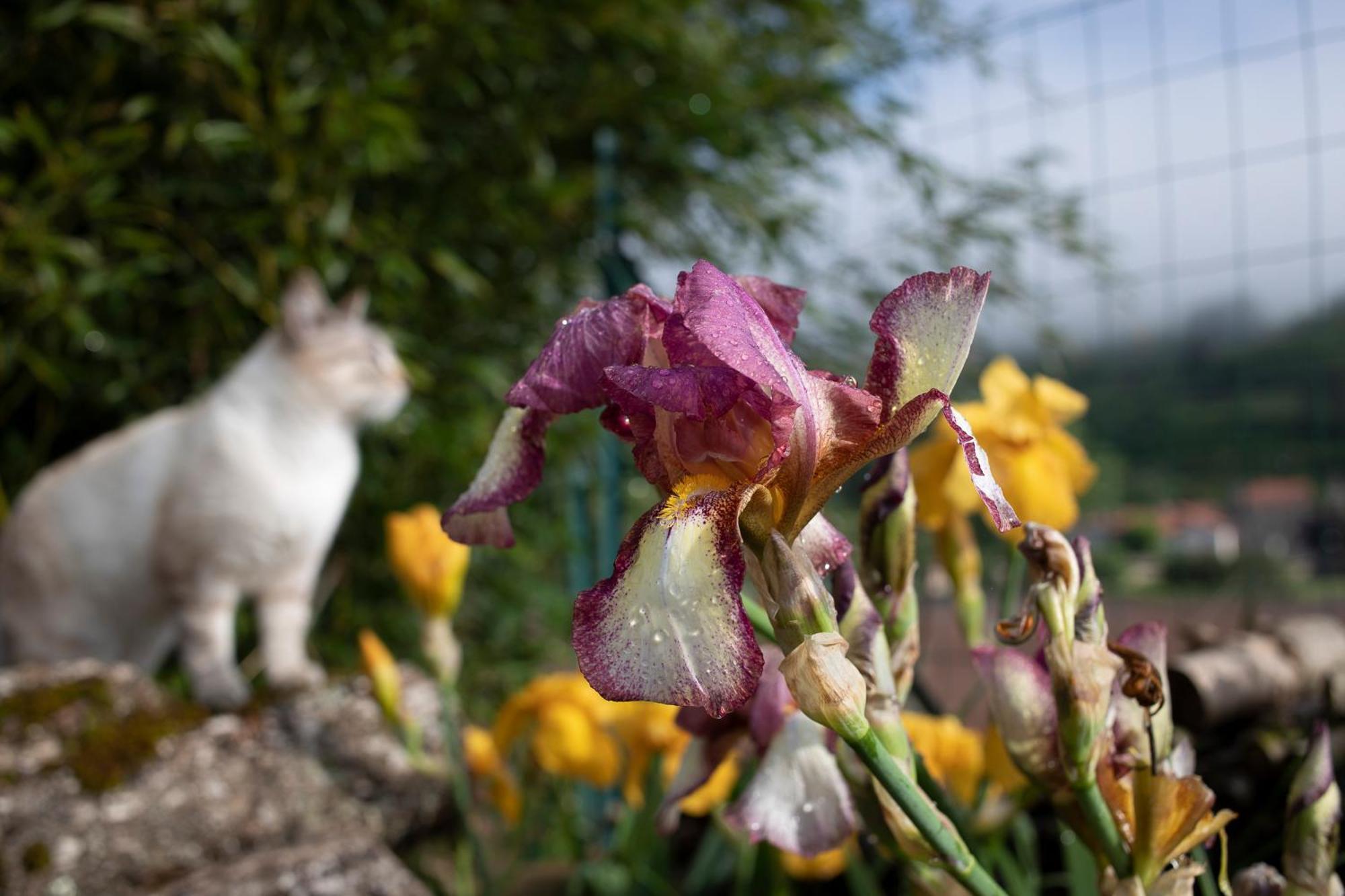 Le Chat Blanc Versols-et-Lapeyre Zewnętrze zdjęcie
