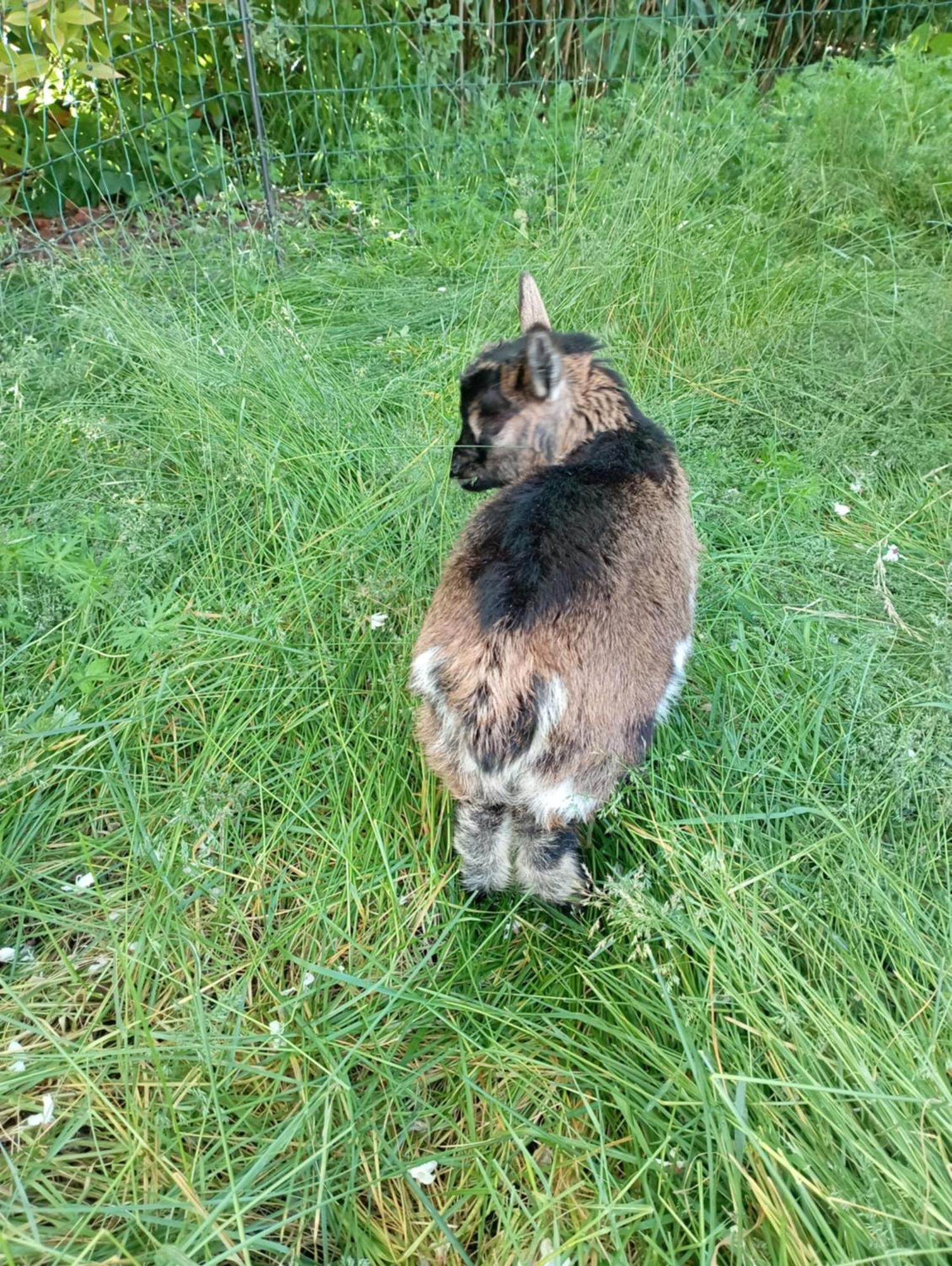 Le Chat Blanc Versols-et-Lapeyre Zewnętrze zdjęcie